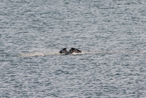 ダイブしたミサゴ、果たして魚は？